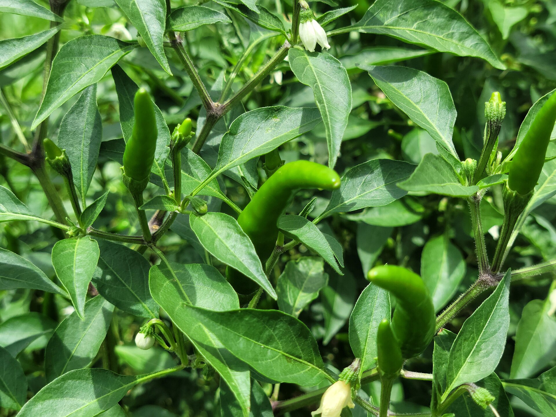 Mature chili plant growing in a field