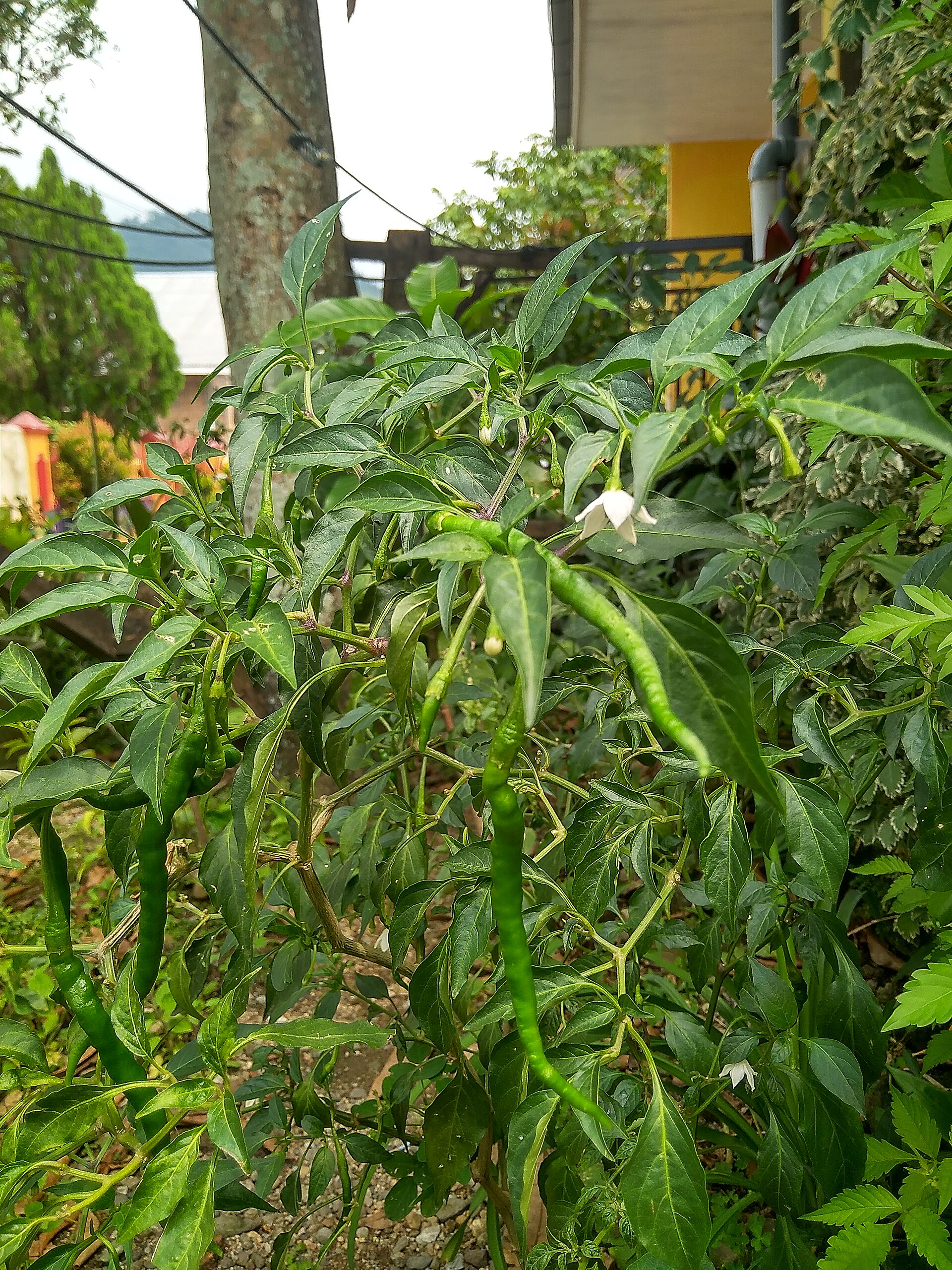 Anaheim chili plant