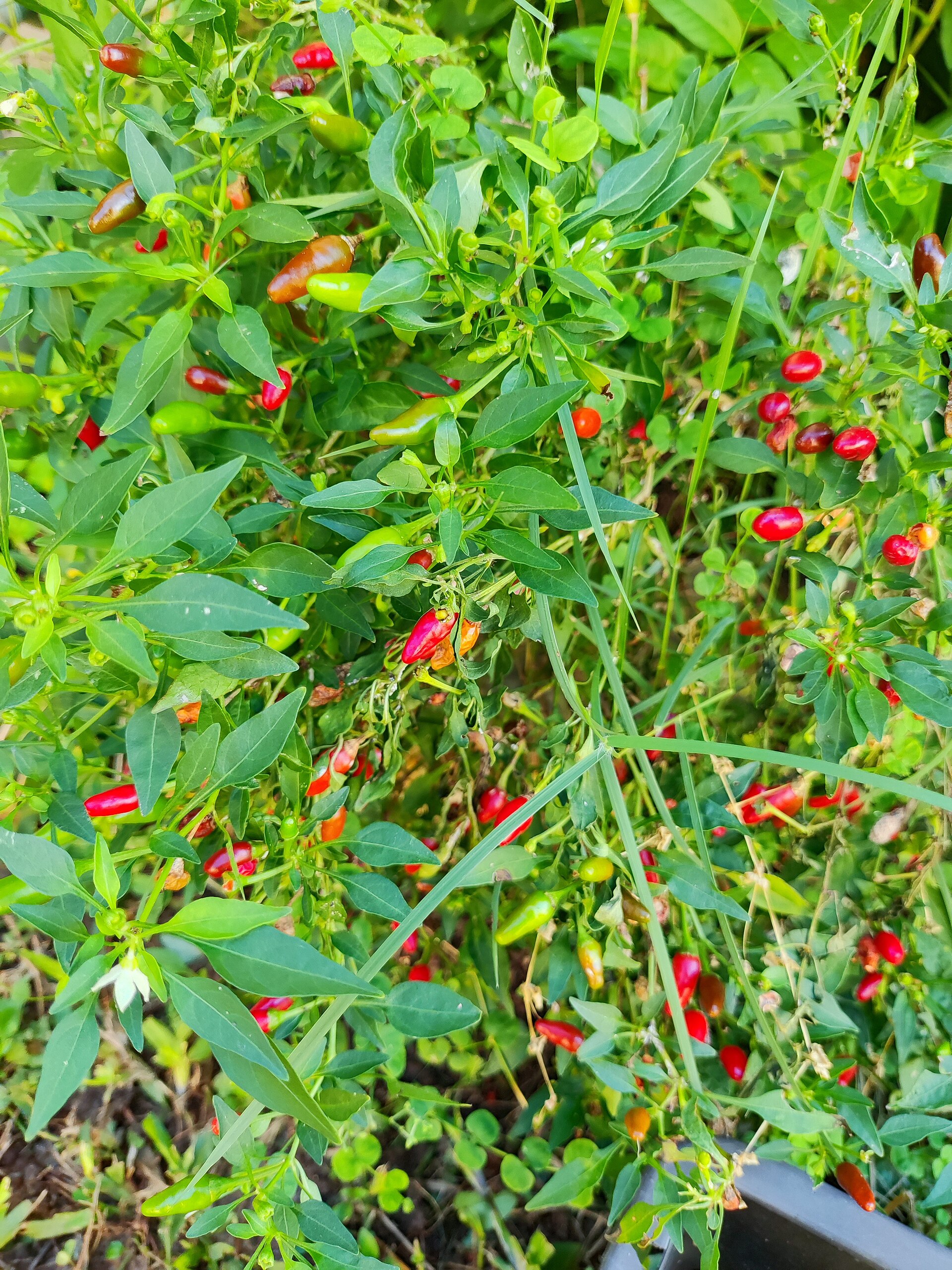 Bird pepper plant in a pot