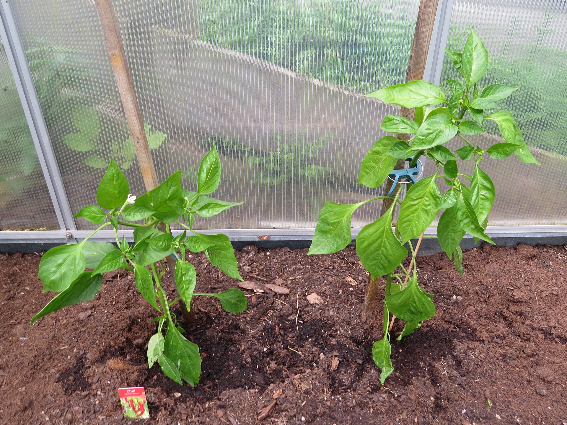 Habanero chili plant