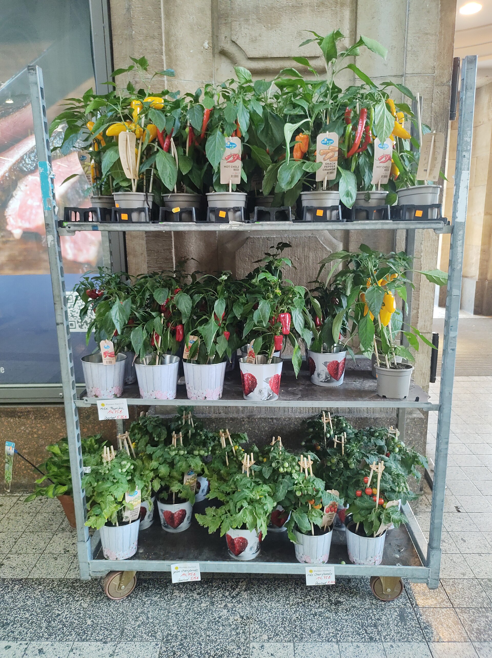 Padrón pepper plant